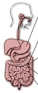 Digestive System Enzymes